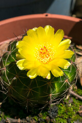 Parodia ottonis cactus in bloom, beautiful yellow flower