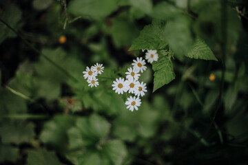 Beautiful Cluster of White Daisies Amidst Lush Green Leaves