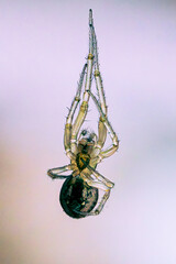 spider on a web