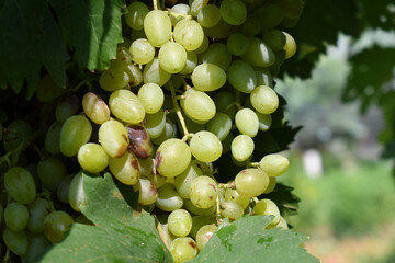 Close up of grapes hanging on Vine, Hanging grapes. Grape farming. Grapes farm. Tasty green grape bunches hanging on branch. Grapes With Selective Focus on the subject, Chakwal, Punjab, Pakistan