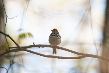 Loud warbler Ovenbird perched in a tree