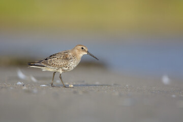 Dunlin
