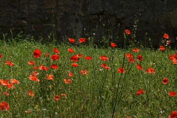 poppies in Pompeii