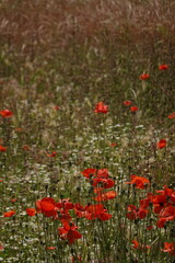 poppies in Pompeii