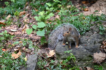 squirrel on the background of the landscape,