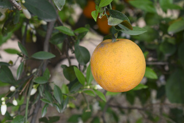 ripe oranges on tree, close-up of a beautiful orange tree with orange, fruit hanging on a tree, Close-up of ripe oranges hanging on a tree in an orange plantation garden, Chakwal, Punjab, Pakistan