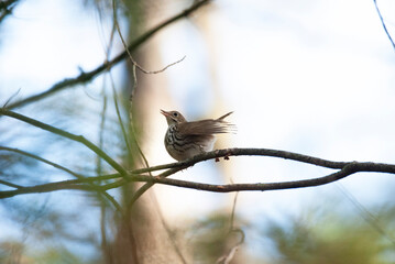 Loud warbler Ovenbird perched in a tree