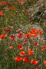 poppies in Pompeii