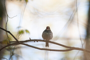 Loud warbler Ovenbird perched in a tree