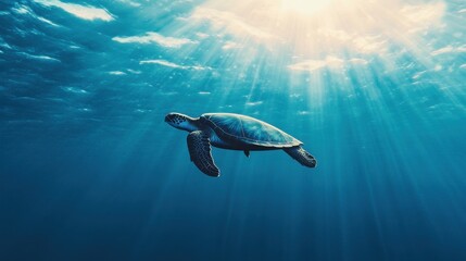 Obraz premium Graceful Turtle Swimming in Majestic Ocean Waters