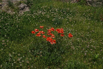 poppies in Pompeii