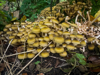 Closeup of Honey fungus. Armillaria mellea