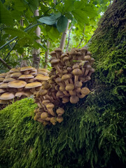 Closeup of Honey fungus. Armillaria mellea