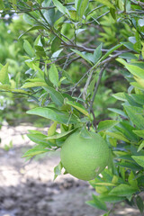 unripe green oranges on tree, close-up of a beautiful orange tree with green oranges, fruit hanging on a tree, Close-up of unripe oranges hanging on a tree, Chakwal, Punjab, Pakistan