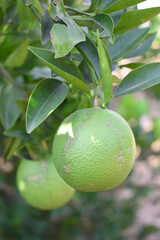 unripe green oranges on tree, close-up of a beautiful orange tree with green oranges, fruit hanging on a tree, Close-up of unripe oranges hanging on a tree, Chakwal, Punjab, Pakistan