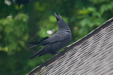 Common Raven Cawing on a rooftop