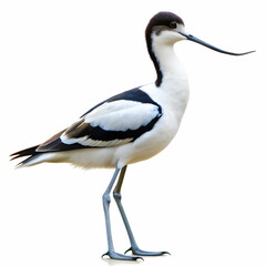 Obraz premium An Avocet silhouette vector style isolated