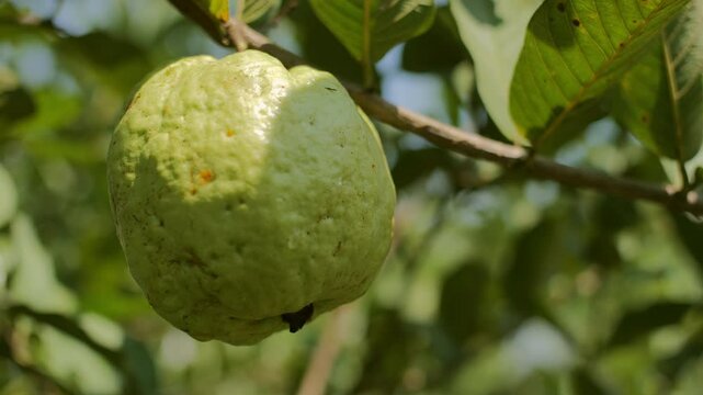Close-Up of Fresh Hanging Guava Psidium guajava in Orchard Under Bright Tropical Morning Sky, Showcasing Vibrant guava Fruit and Natural Freshness
