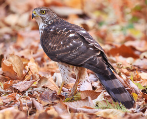 Fototapeta premium Cooper's Hawk standing on the ground surrounded by autumn leaves, Quebec, Canada