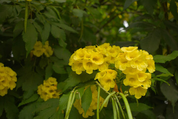 Yellow trumpetbush (Tecoma stans) Called Yellow bell or Yellow Elder Flower, trumpet flower, Beautiful bunch of yellow flowers closeup with green leaves Background, tecoma stans