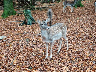 deer in the forest autumn, yellow tree leaves