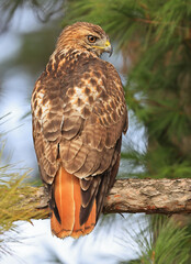 Red-tailed Hawk perched on a branch tree in the forest, Quebec, Canada