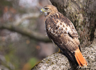 Red-tailed Hawk perched on a branch tree in the forest, Quebec, Canada