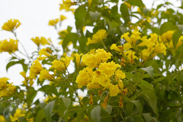 Fototapeta premium Yellow trumpetbush (Tecoma stans) Called Yellow bell or Yellow Elder Flower, trumpet flower, Beautiful bunch of yellow flowers closeup with green leaves Background, tecoma stans