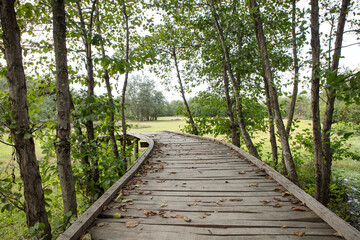 wooden walkway in green leaf forest.
