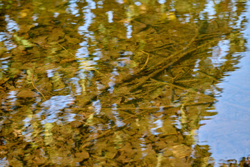 abstract figures in the water, autumn leaves and twigs