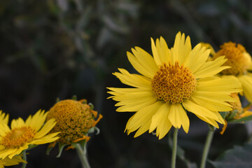 Golden Crownbeard (Also called Golden Crownbeard, Copen Daisy, golden crown beard) in the nature,...