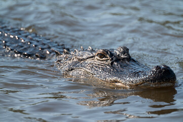 Alligator swims towards viewer with the sunlight highlighting the details of its scaly skin