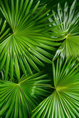 Vertical Palm leaves dark green background.