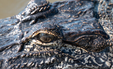 Closeup of wide open alligator eye