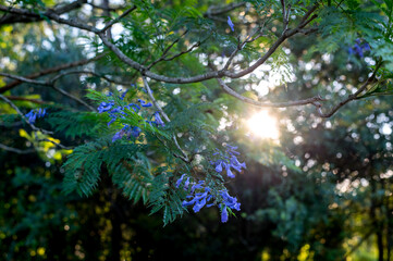 Obraz premium beautiful purple flower of Jacaranda tree (Jacaranda mimosaefolia)