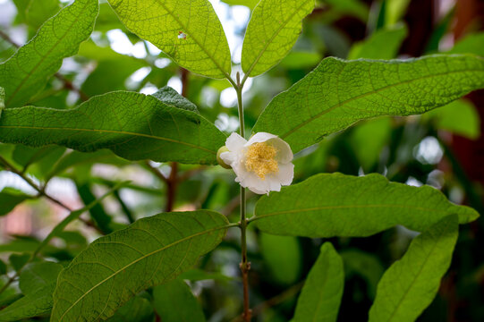 beautiful white flower of the seven capotes plant (Campomanesia guazumifolia)