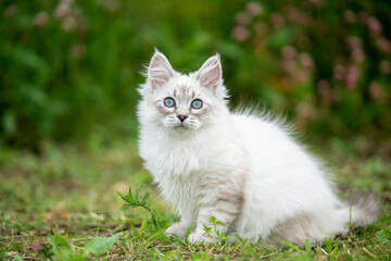 Adorable white kitten with blue eyes