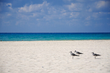 Seagulls on a sandy beach in Playa del Carmen with turquoise ocean and clouds