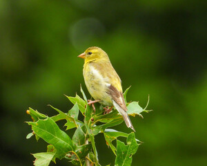 American Goldfinch | Spinus tristis | North American Backyard Bird | Yellow Finch