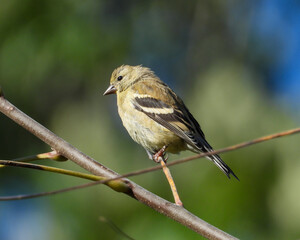 Fototapeta premium American Goldfinch | Spinus tristis | North American Backyard Bird | Yellow Finch