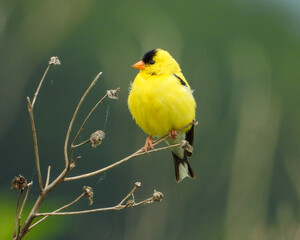 Obraz premium American Goldfinch | Spinus tristis | North American Backyard Bird | Yellow Finch