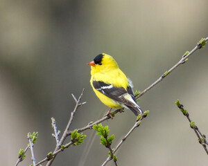American Goldfinch | Spinus tristis | North American Backyard Bird | Yellow Finch