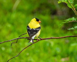 American Goldfinch | Spinus tristis | North American Backyard Bird | Yellow Finch