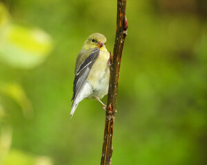 American Goldfinch | Spinus tristis | North American Backyard Bird | Yellow Finch