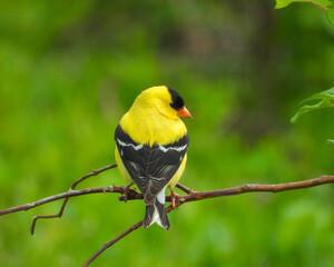 American Goldfinch | Spinus tristis | North American Backyard Bird | Yellow Finch