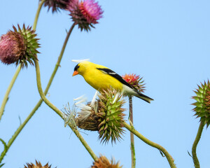 American Goldfinch | Spinus tristis | North American Backyard Bird | Yellow Finch