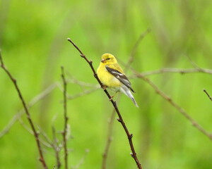 American Goldfinch | Spinus tristis | North American Backyard Bird | Yellow Finch