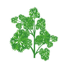 A sprig of curly parsley. Part of my color flat set of the 15 best herbs for cooking. Greens on a white. Herbs for meat, fish, drinks and cocktails. For app, design, web, interface, ad. Vector