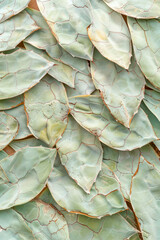 Fototapeta premium Vertical Succulent species agave attenuata leaves details, top view.
