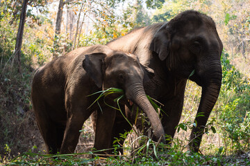 Obraz premium Mommy and baby elephants in elephant sanctuary, Chiang Mai, Thailand